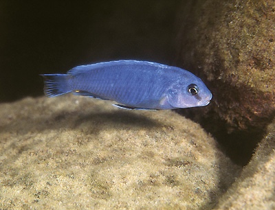 Pseudotropheus perspicax 'Charo'
